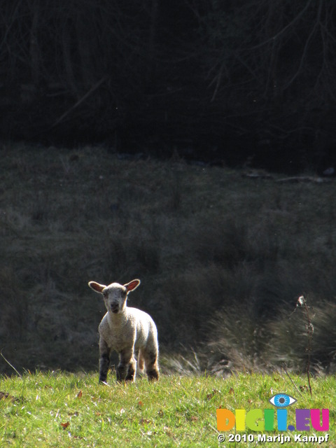 SX12839 Little white lamb in field